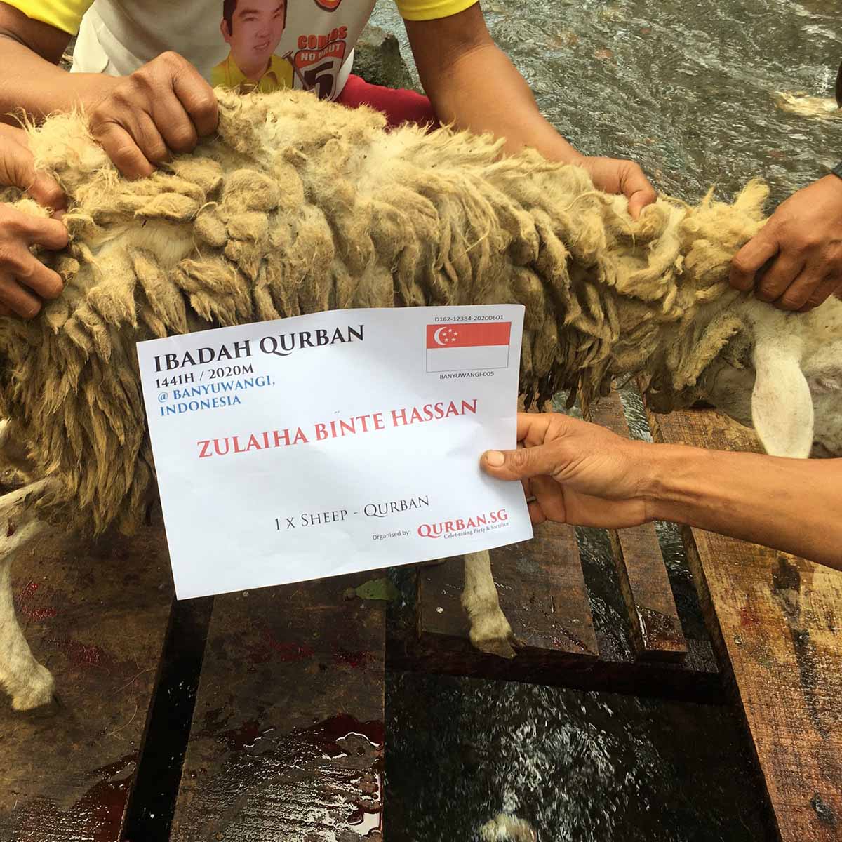 3 x Qurban Indonesia Sheep