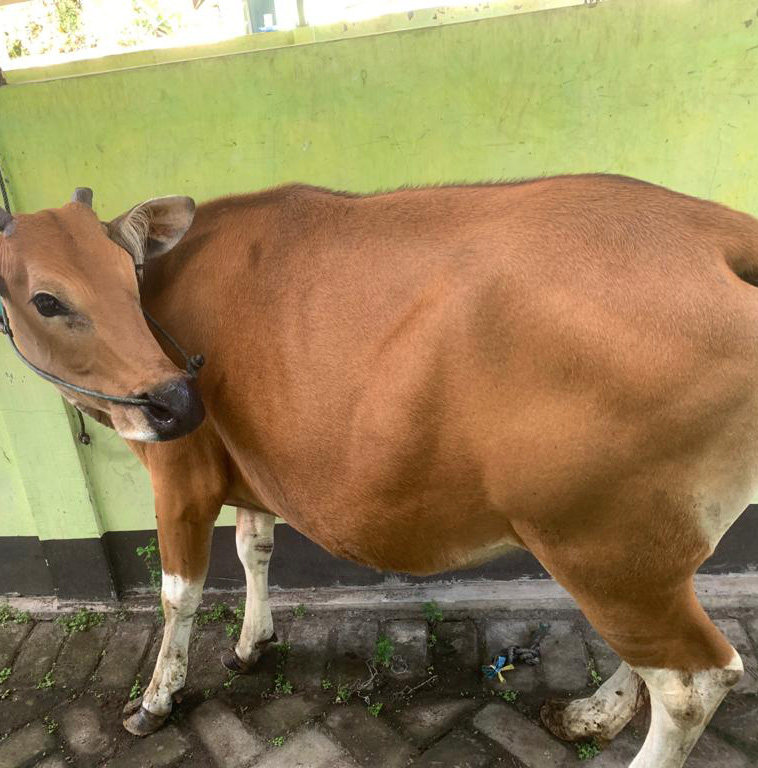 Qurban Indonesia Cow Part
