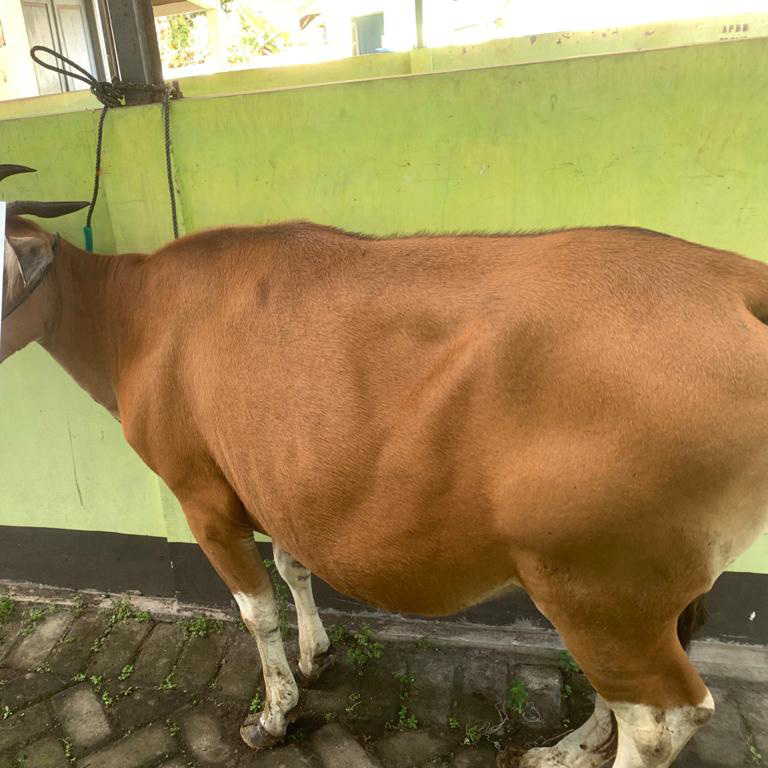Aqiqah Indonesia Cow
