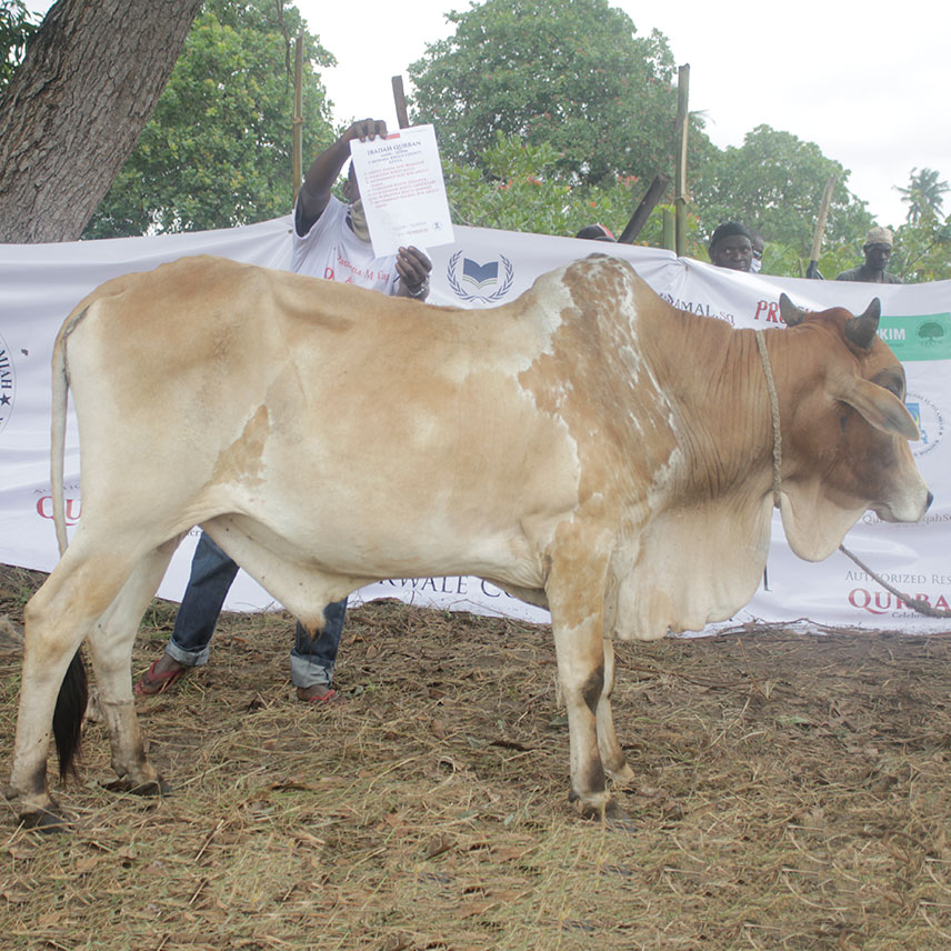 Qurban Kenya Cow Part