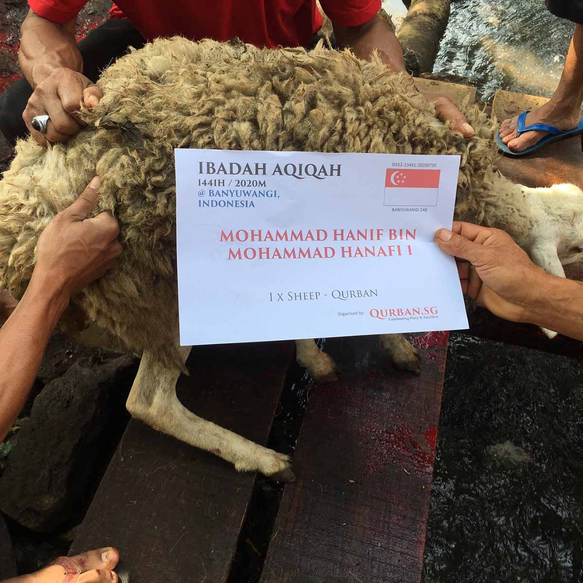 Aqiqah Indonesia Sheep