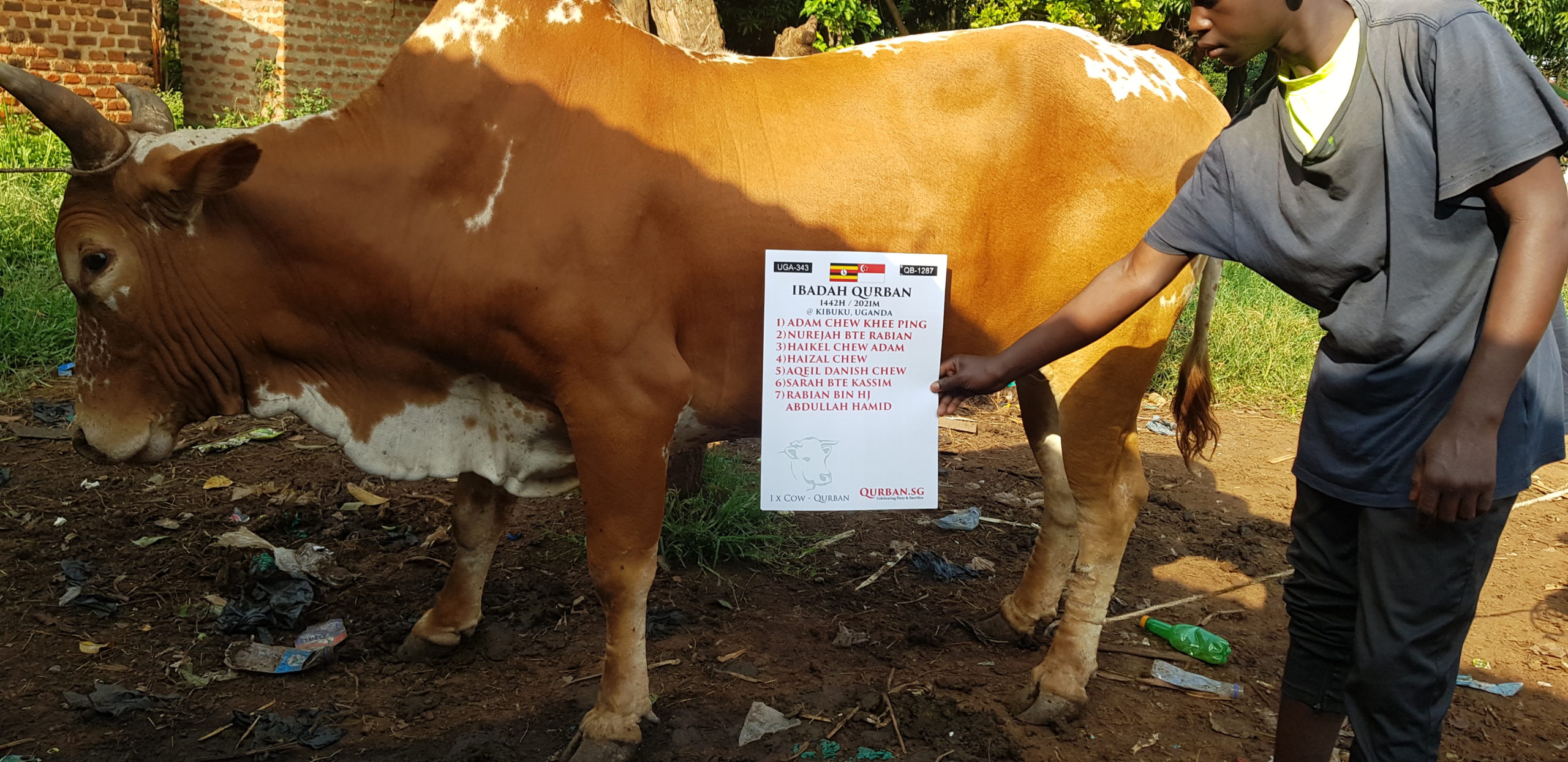 Qurban Uganda Cow
